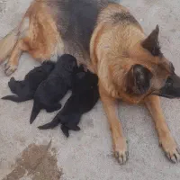 سگ ژرمن بلک