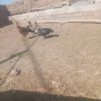 دوتا خروس دوتا غاز