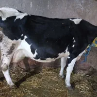 گاوچهارماه باردار