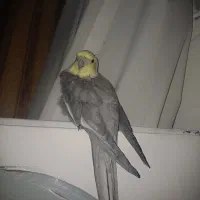 عروس هلندی گم شده