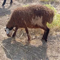بره