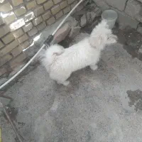 سگ پاکوتاه سفید قشنگ و باهوش