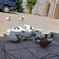 طوقی نر و ماده