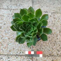 انواع گل قیمت مناسب