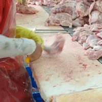 نیروی کار مرغ