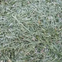 گیاه و علوفه برای دام