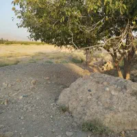 پرنده