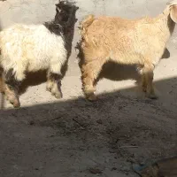 دوراس بزغاله یکی نریکی ماده