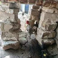 خروس|حیوانات مزرعه|شوش, |دیوار