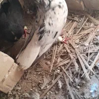 کوهی دم سفید ماده