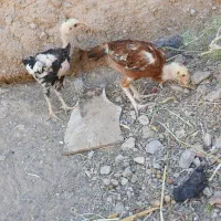 دو جوجه لاری