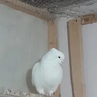 کبوتر پرنده