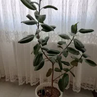 گل گوش فیلی سبز۷ساله ۷۰۰هزار