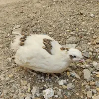 بلدرچین نر و ماده