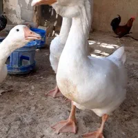 قوقاز خالماگور ۷ ماهه درشت