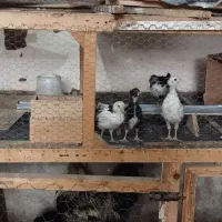 جوجه گلین دوماهه