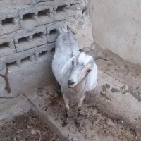 گیسه ذات جمولی اووس سر گورون