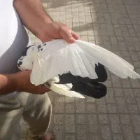 کبوتر