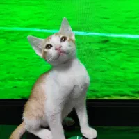 گربه نر|گربه|جم, |دیوار