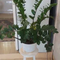گلدان
