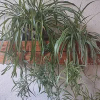 گل گندمی و کاکتوس