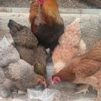 فروش تخم مرغ برهما