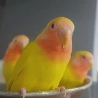 طوطی کوتوله برزیلی فول دستی زیر قیمت چند عدد