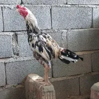 خروس جاوا سفید