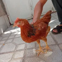 جوجه خروس