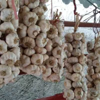 سیر تازه