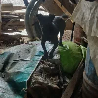 سگ پاکوتاه