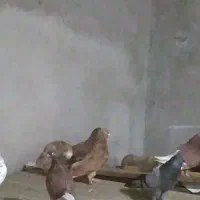 12تا کفتر نرو ماده