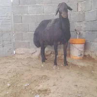 قوچ شیره دار غزل