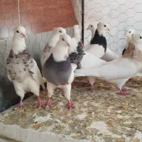 طوقی|پرنده|مبارکه, |دیوار