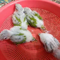 جوجه گرینچیک اکستریم رد