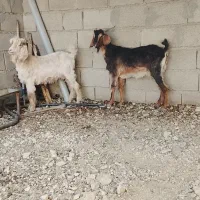 دوراس بز جوان