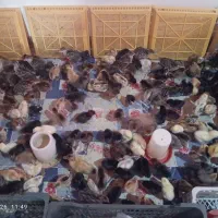 فروش جوجه محلی وجوجه بوقلمون