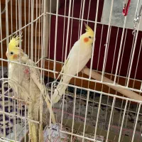 عروس هلندی نر و ماده اماده جفت گیری