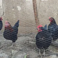 مرغ خانگی سیاه