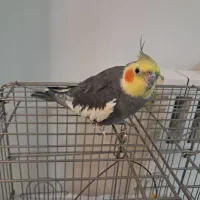 عروس هلندی سخنگو