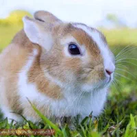 یک خرگوش پیدا شده