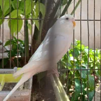 مرغ عشق