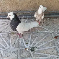 کفتر