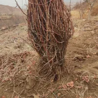 نهال انگور شرابی سردشت سه ساله