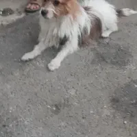 گرگی