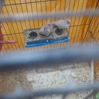 فنچ یک جفت