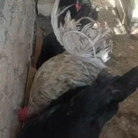 مرغ تخم گزار