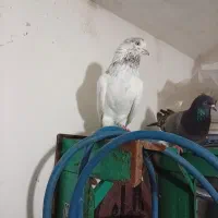 کبوتر پرشی عالی