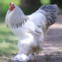 مرغداری