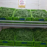 سبزی|خوردنی و آشامیدنی|تهران, جنت‌آباد شمالی|دیوار